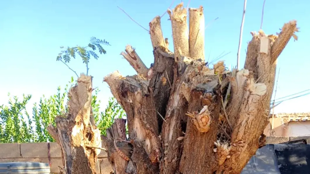Damaged tree in Sudan