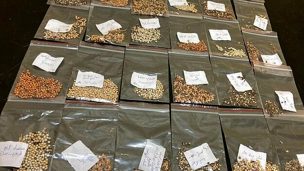 Different kind of Sorghum seeds