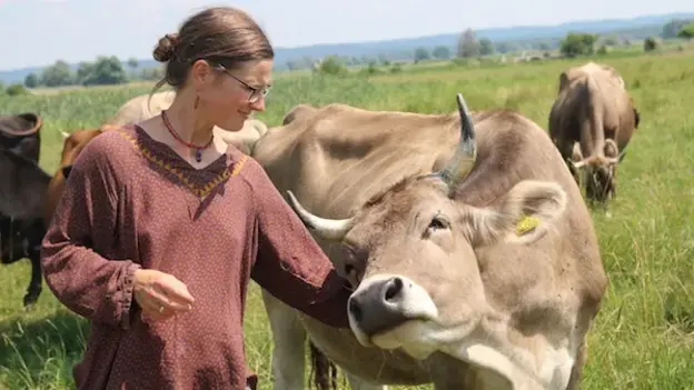 A woman caressing a cow