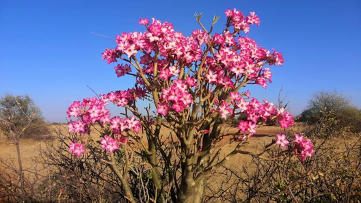 Plant Adenium Obesum